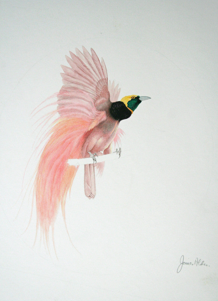 bird of paradise sketches  Clip Art Library